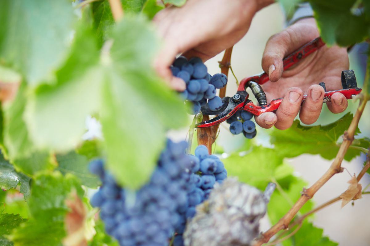 Hands harvesting grapes with pruning shears