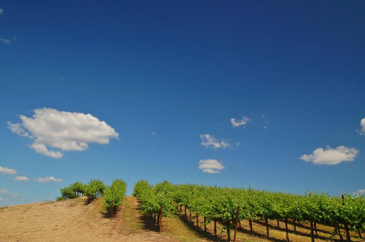 Sonoma-Vineyard-with-blue-sky