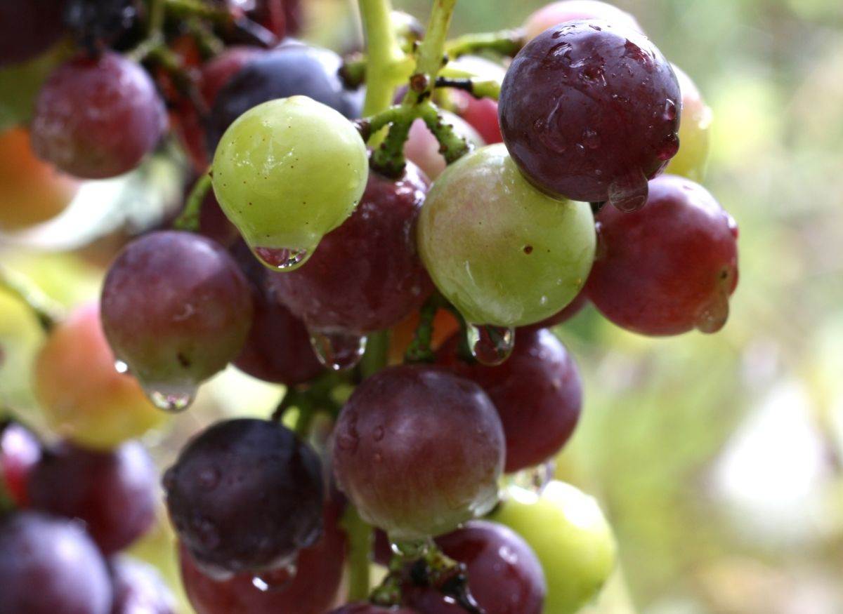 Uneven-ripening-grapes