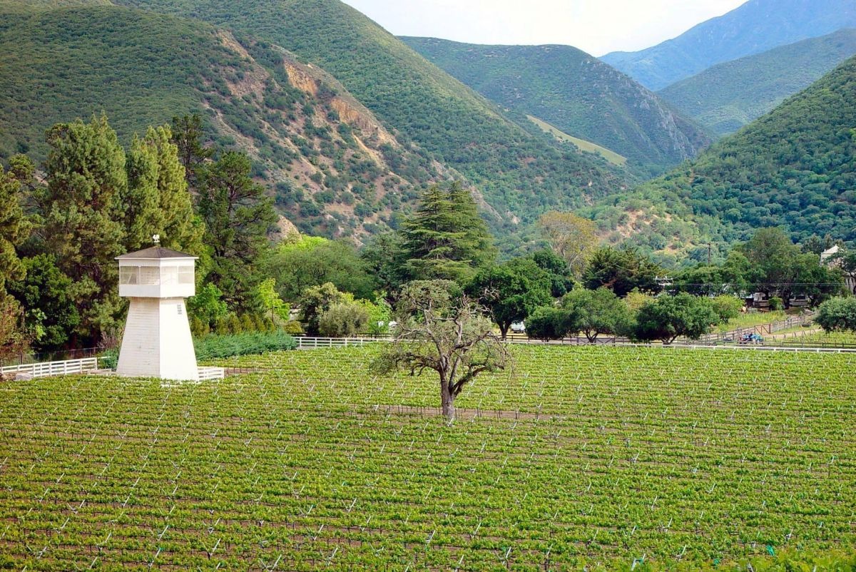 Vineyard-in-Carmel-Valley_0