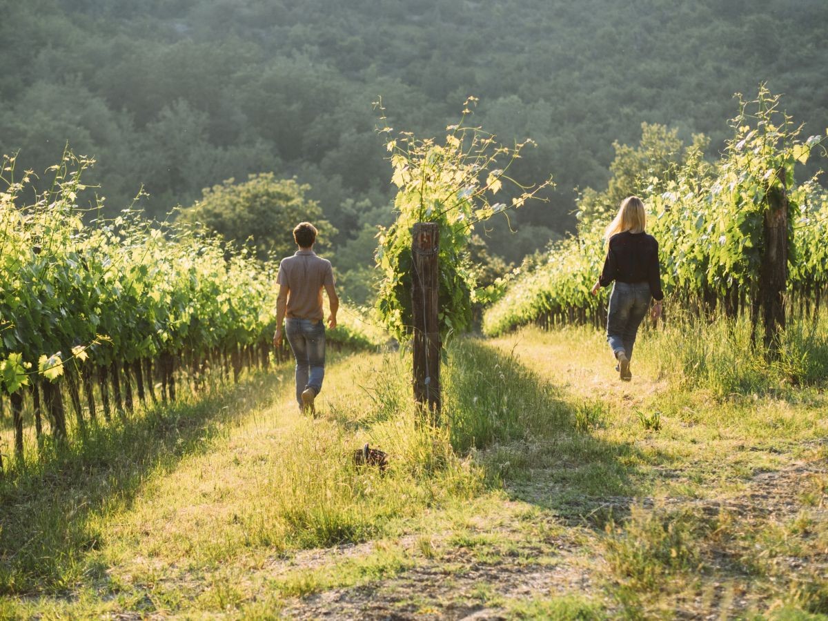 romantic couple collecting grapes