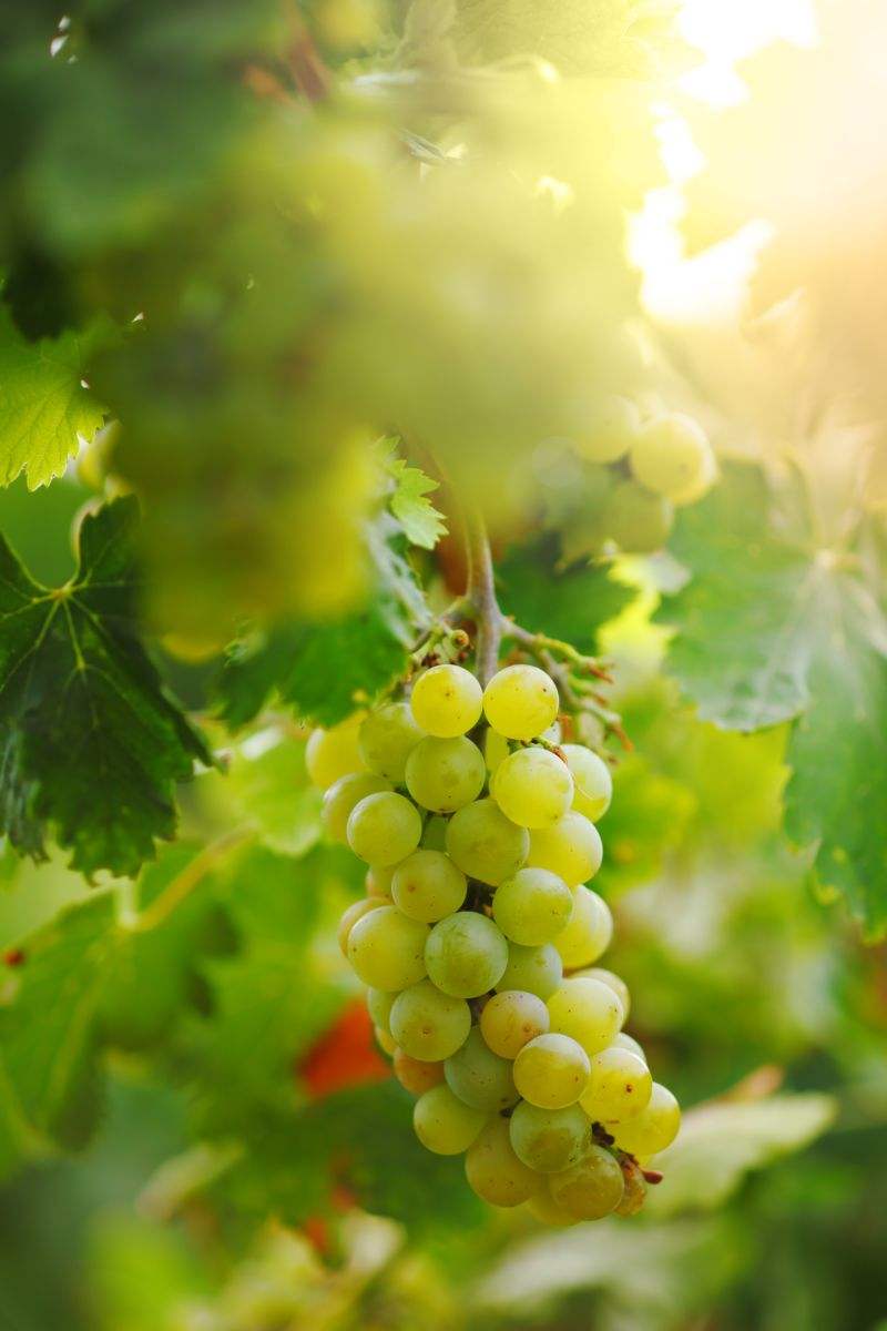 White-grapes-sunlight