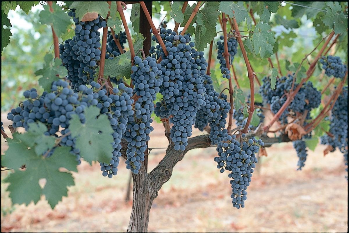 red-grape-clusters